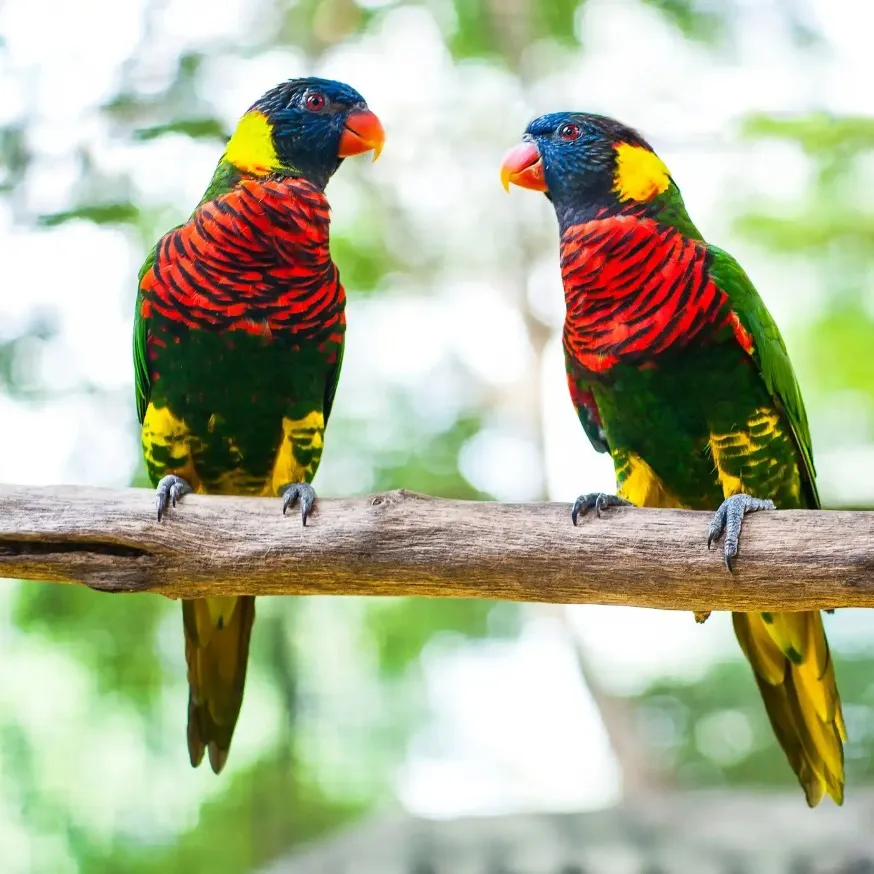 Lorry parrots at Kuala Lumpur Bird Park