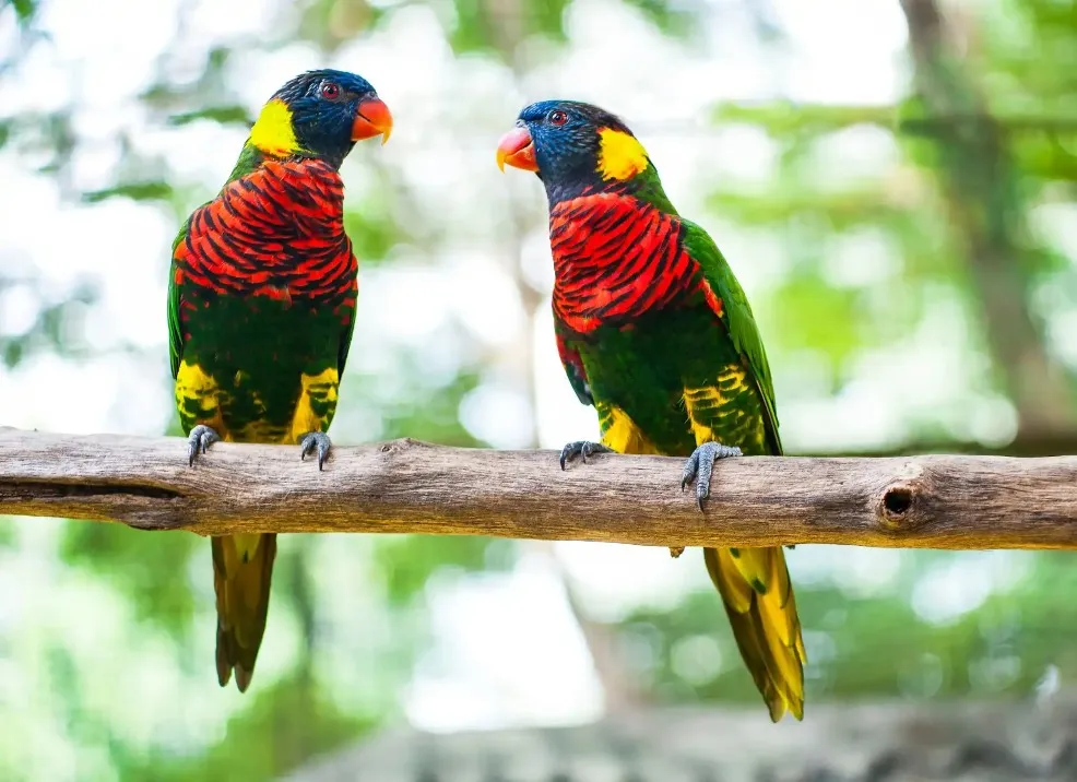 Lorry parrots at Kuala Lumpur Bird Park