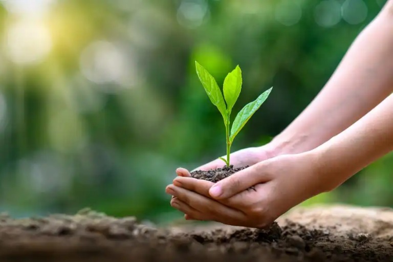 Holding green plant in a hand